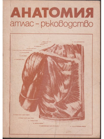 Анатомия Анатомия